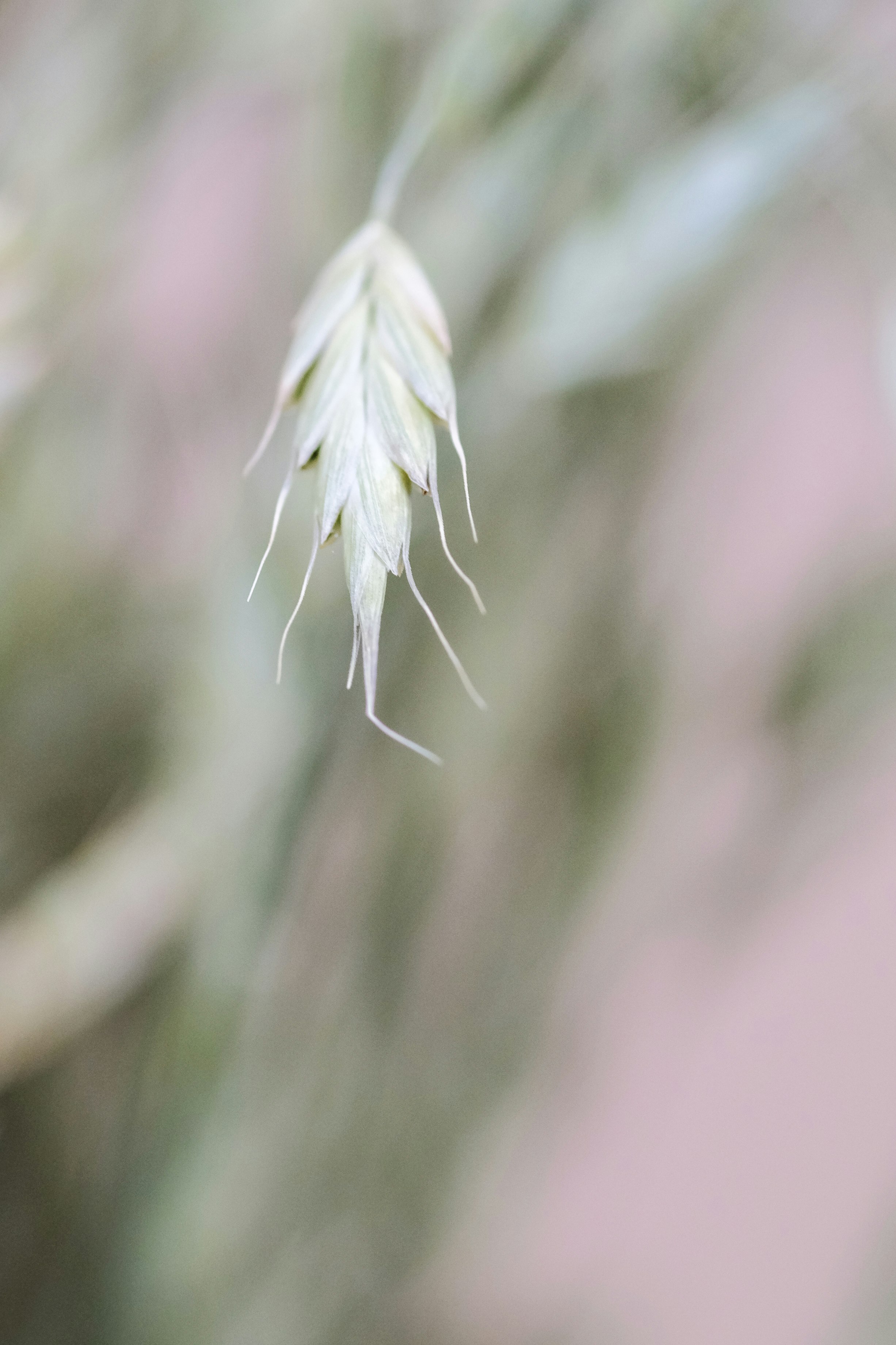 white flower bud in close up photography